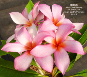 Melody plumeria flower - Jungle Jack source photo