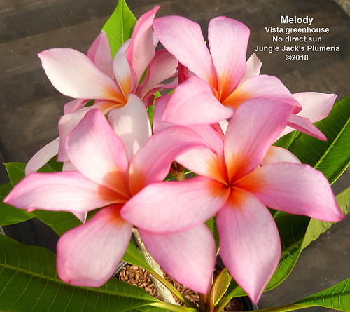 Melody plumeria flower - Jungle Jack source photo