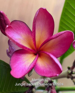Memphis plumeria flower - Jungle Jack source photo
