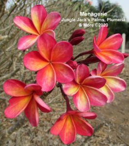 Menagerie plumeria flower - Jungle Jack source photo
