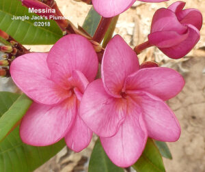 Messina plumeria flower - Jungle Jack source photo