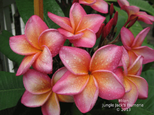 Milan plumeria flower - Jungle Jack source photo