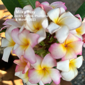 Milky Way plumeria flower - Jungle Jack source photo