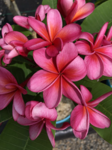 Minerva plumeria flower - Jungle Jack source photo