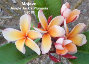 Mojave plumeria flower - Jungle Jack source photo