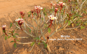 Mojito plumeria flower - Jungle Jack source photo