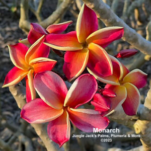 Monarch plumeria flower - Jungle Jack source photo