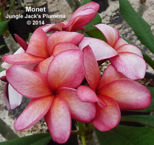 Monet plumeria flower - Jungle Jack source photo