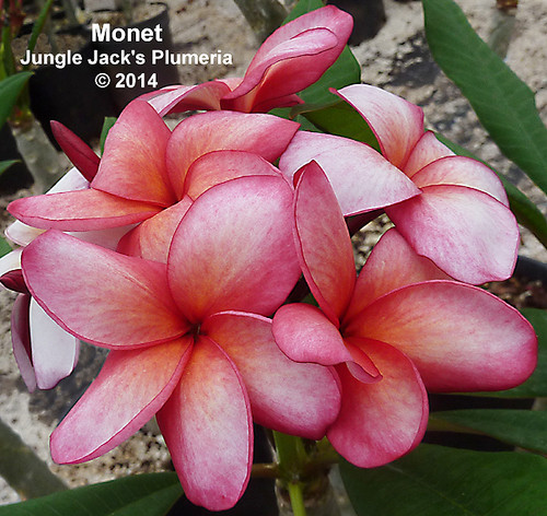 Monet plumeria flower - Jungle Jack source photo