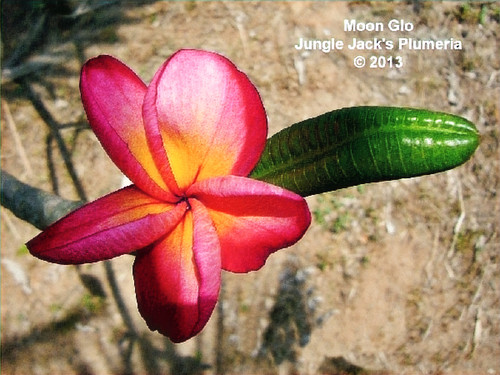 MoonGlo plumeria flower - Jungle Jack source photo