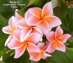 Mystique plumeria flower - Jungle Jack source photo