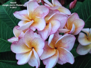 Napoli plumeria flower - Jungle Jack source photo
