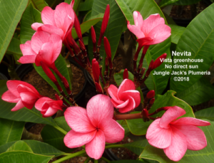 Nevita plumeria flower - Jungle Jack source photo