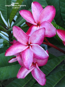 Nirvana plumeria flower - Jungle Jack source photo