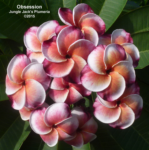 Obsession plumeria flower - Jungle Jack source photo
