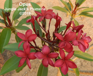 Opus plumeria flower - Jungle Jack source photo