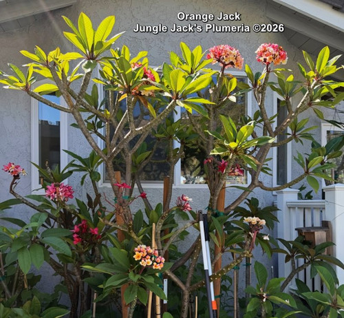 Orange Jack plumeria photo