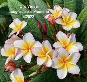 Oro Verde plumeria flower - Jungle Jack source photo