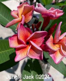 Orotai plumeria flower - Jungle Jack source photo