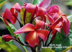 Pacific Dawn plumeria flower - Jungle Jack source photo