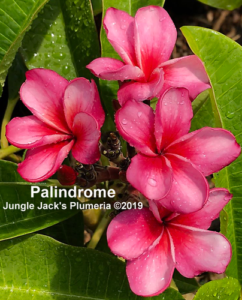 Palindrome plumeria flower - Jungle Jack source photo