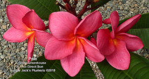 Pele plumeria flower - Jungle Jack source photo