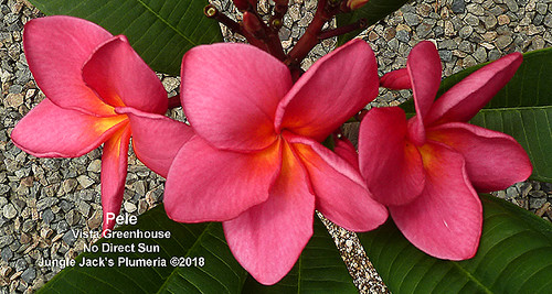 Pele plumeria flower - Jungle Jack source photo
