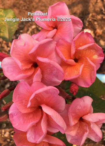 Petticoat plumeria flower - Jungle Jack source photo