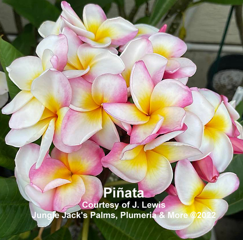 Piñata plumeria flower - Jungle Jack source photo