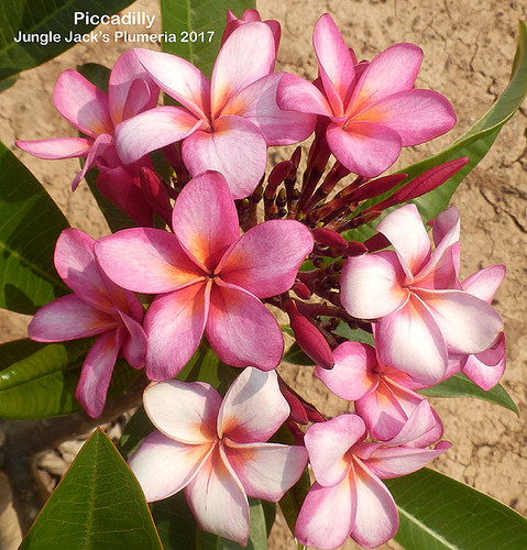 Piccadilly plumeria flower - Jungle Jack source photo