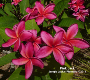Pink Jack plumeria flower - Jungle Jack source photo