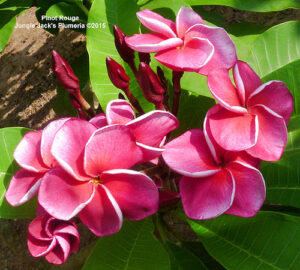 Pinot Rouge plumeria flower - Jungle Jack source photo