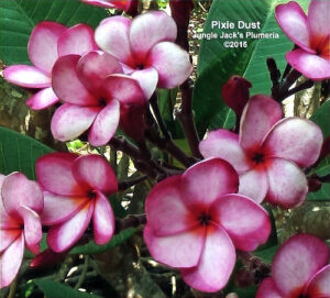 Pixie Dust plumeria flower - Jungle Jack source photo