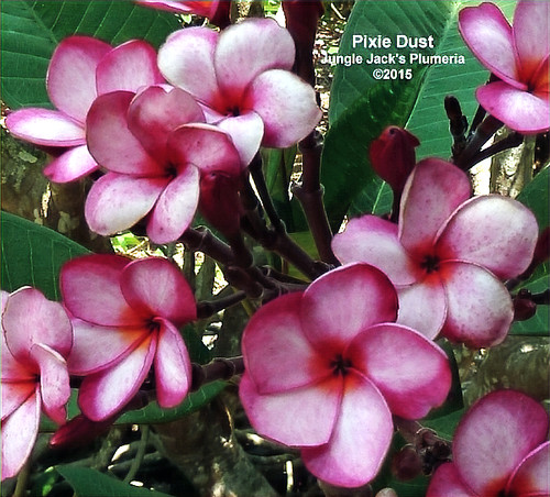 Pixie Dust plumeria flower - Jungle Jack source photo