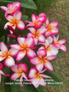 Pizzazz plumeria flower - Jungle Jack source photo