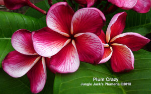 Plum Crazy plumeria flower - Jungle Jack source photo