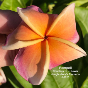 Pompeii plumeria flower - Jungle Jack source photo