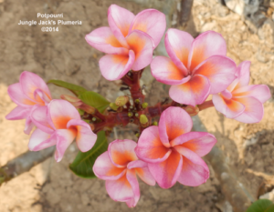 Potpourri plumeria flower - Jungle Jack source photo