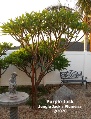 Purple Jack plumeria photo