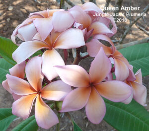 Queen Amber plumeria flower - Jungle Jack source photo