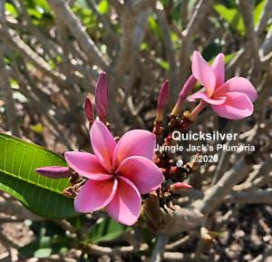 Quicksilver plumeria flower - Jungle Jack source photo