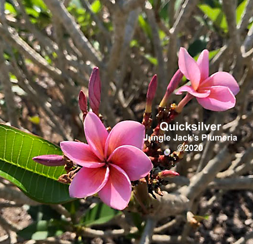 Quicksilver plumeria flower - Jungle Jack source photo