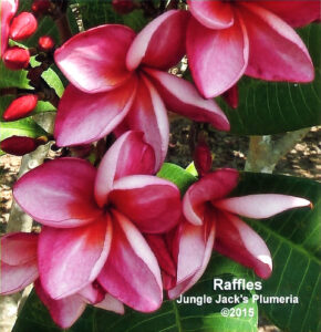 Raffles plumeria flower - Jungle Jack source photo