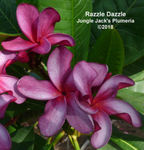 Razzle Dazzle plumeria flower - Jungle Jack source photo