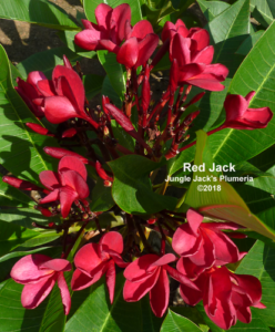 Red Jack plumeria flower - Jungle Jack source photo