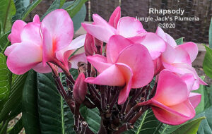 Rhapsody plumeria flower - Jungle Jack source photo