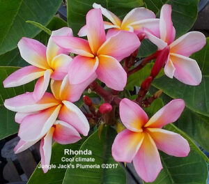 Rhonda plumeria flower - Jungle Jack source photo