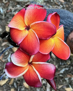 Ring of Fire plumeria flower - Jungle Jack source photo