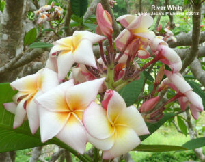 River White plumeria flower - Jungle Jack source photo