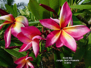 Rock Star plumeria flower - Jungle Jack source photo